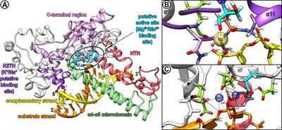 Specific Human ATR and ATM Inhibitors Modulate Single Strand DNA Formation in Leishmania major Exposed to Oxidative Agent